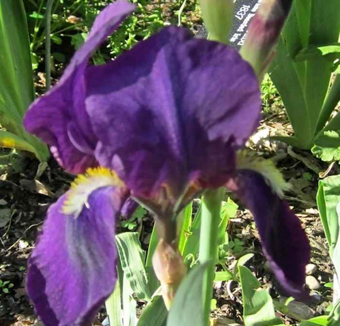 My Victorian Garden Growing Heirloom Bearded Iris HubPages