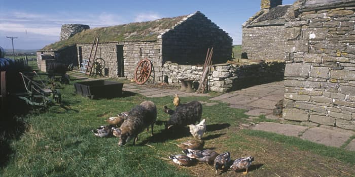 Orkney Farm Museum with the breed of sheep originally bred in Scandinavia, uniquely adapted to this part of the world