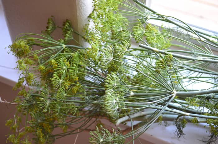 How To Dry Fresh Dill Weed - HubPages