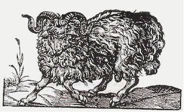 The Ram is the symbolic representative of the Astrological sign of Aries, the first sign in the Zodiac.