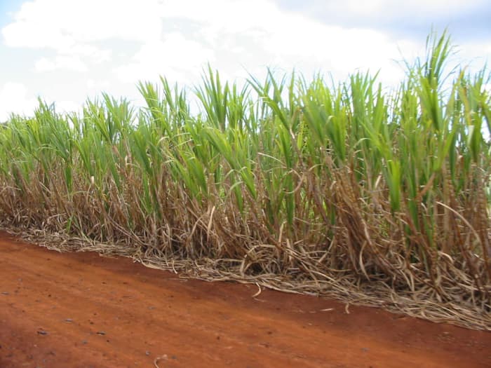 sugarcane plantation