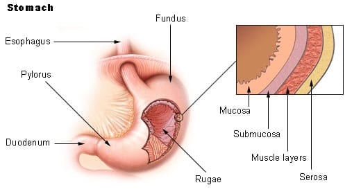 Structure of the stomach
