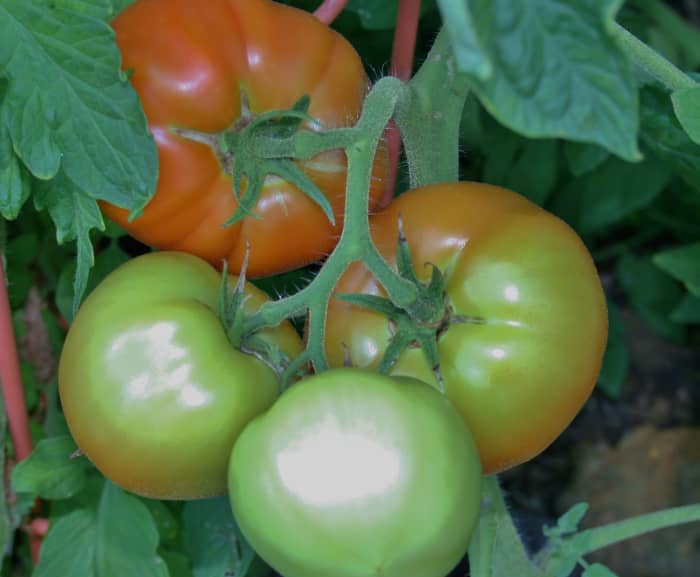 The fruit on tomato vines can be really heavy. Staking will prevent the vines from breaking.