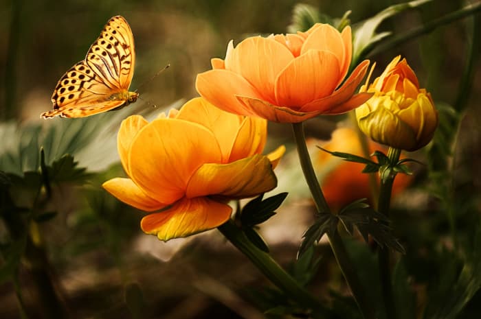 This is my favorite butterfly picture. Both the flowers and the butterfly are captured beautifully.