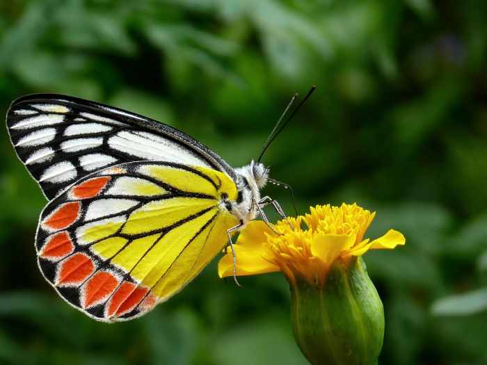 Beautiful Butterfly Pictures and Fun Facts HubPages