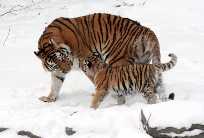 The tiger is an example of a mainly solitary species that parents their young until they reach adulthood.
