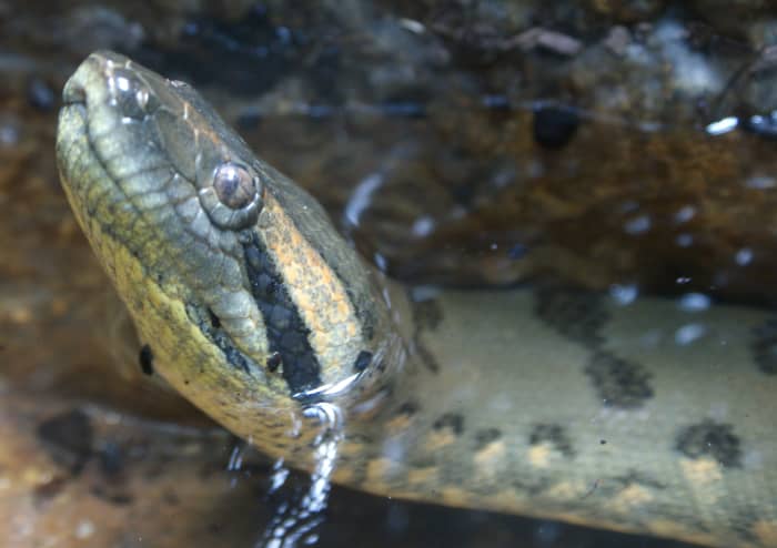 Anacondas, as with all snakes, are solitary. The female does not raise her young, they are on their own from the time of their birth.