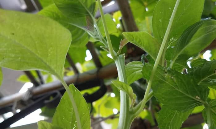 Kalunay self sows and is everywhere. Even in our hanging basket growing along with peppermint. Photo taken 2018.