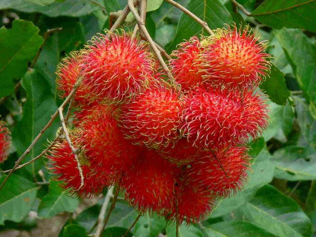 Ripe rambutan from the tree. Rambutan trees are found in some Philippine provinces like the province of Oriental Mindoro.