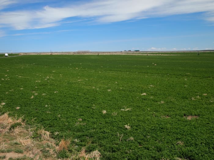 Acres of alfalfa, with the awareness that there's a home and irrigation equipment in the distance, so we MUST know with certainty what will stop that bullet. If necessary, reposition before firing for safety's sake.