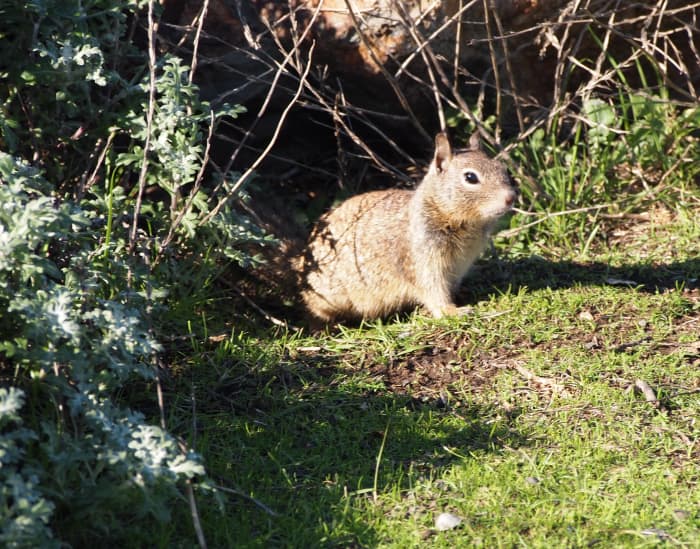 Squirrels are not large targets. We must get close or have a rifle sufficiently accurate to make the shot.