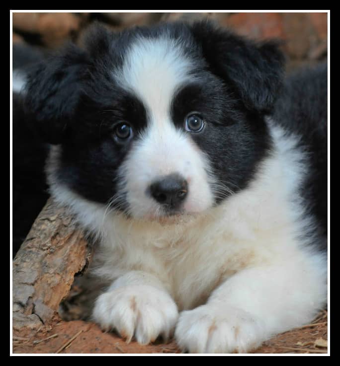 50 Free Pictures Of Cute Border Collie Puppy Royalty Free Images Hubpages