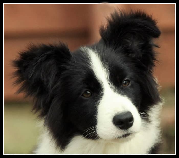 50 Free Pictures of Cute Border Collie Puppy Royalty Free Images HubPages