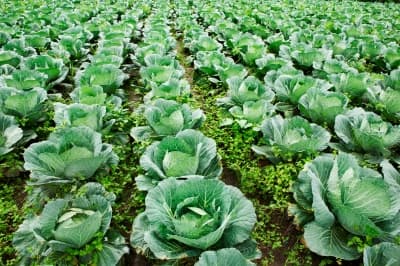 Kale is a superfood that's often juiced by healthnuts around the world (comment below if you are one!). It's a great source of Retinol that does wonders for eye health, among others.