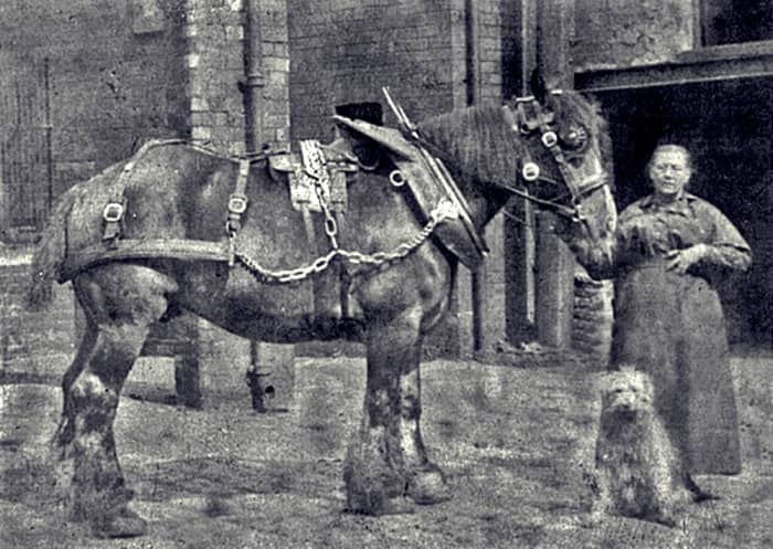 Horse-drawn carts were the only mode of transport in grandad's childhood. This picture shows one of the Hunslet Shire horses who used to pull an early mode of public transport, the local bus.