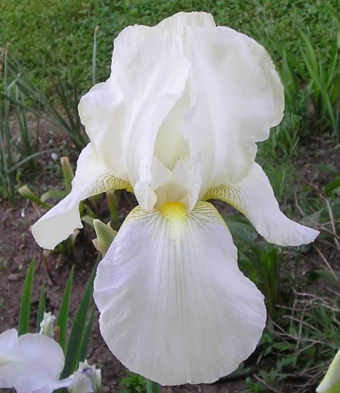 Irises like this one are the result of careful hybridization and selection. Only the best cultivars are registered and bred for commercial distribution.