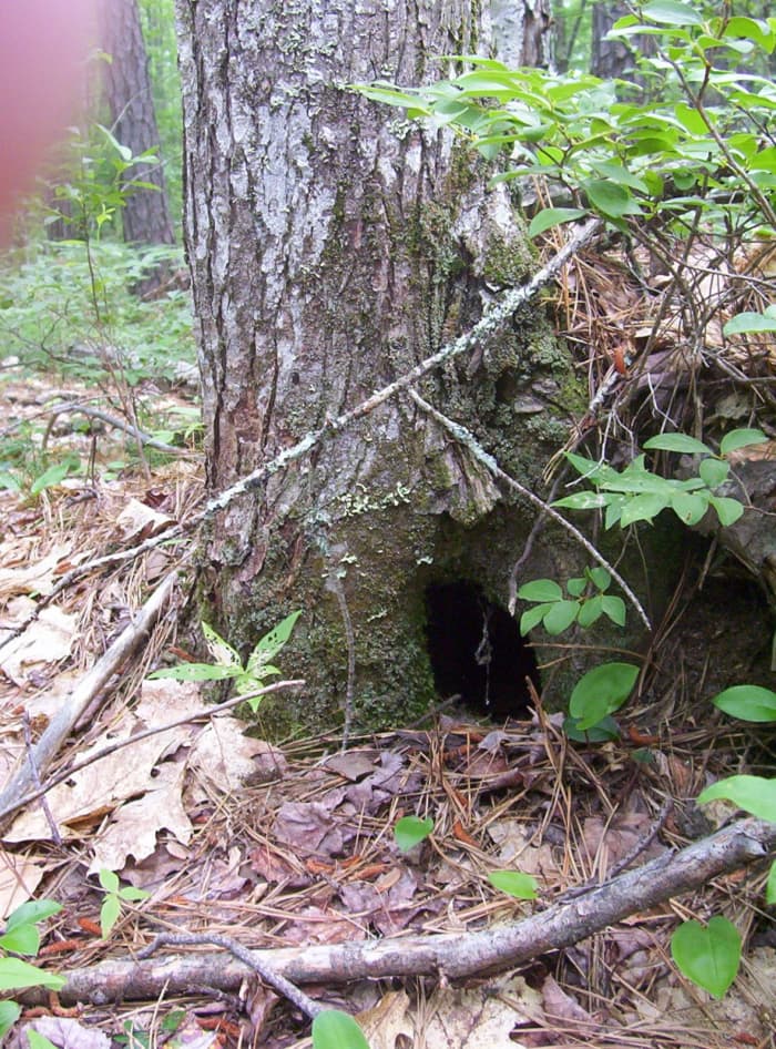 Look at this enticing opening. How cute it would be with a little door there and some landscaping.