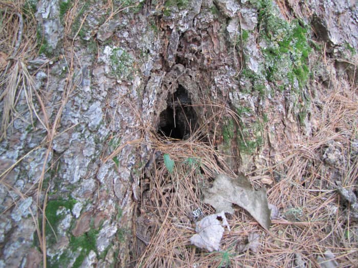 This one might require some tiny steps leading up to the doorway or a little rope ladder made with matchsticks and string.