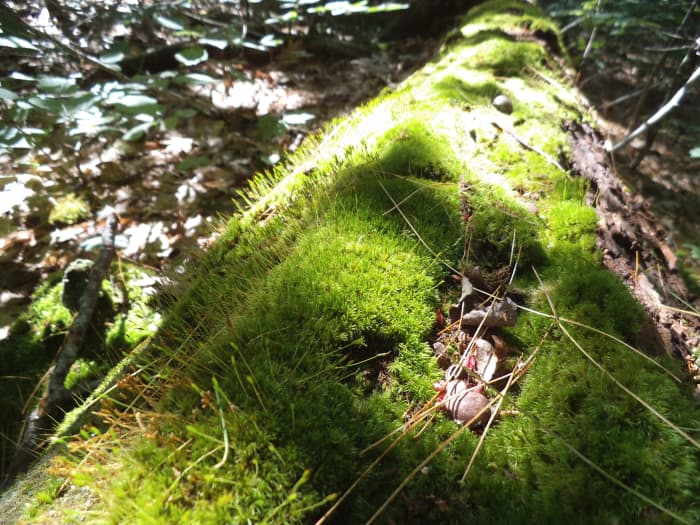I'm lucky to easily find moss in the shady woods around my cottage. There's plenty of humidity and shade so the moss occurs naturally on fallen logs or tree stumps.