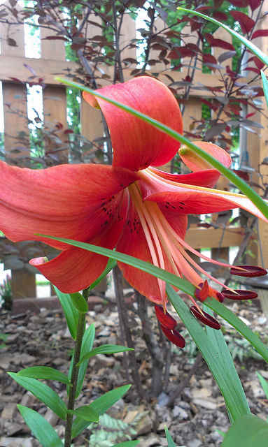 Hybrid Tiger Lily