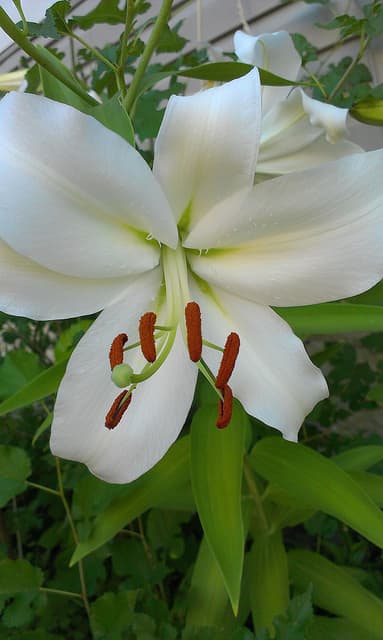 Plant Spotlight: Lilies (Lilium) - HubPages