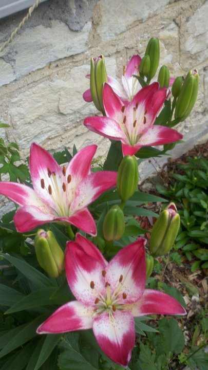 Asiatic Lily "Lollipop"