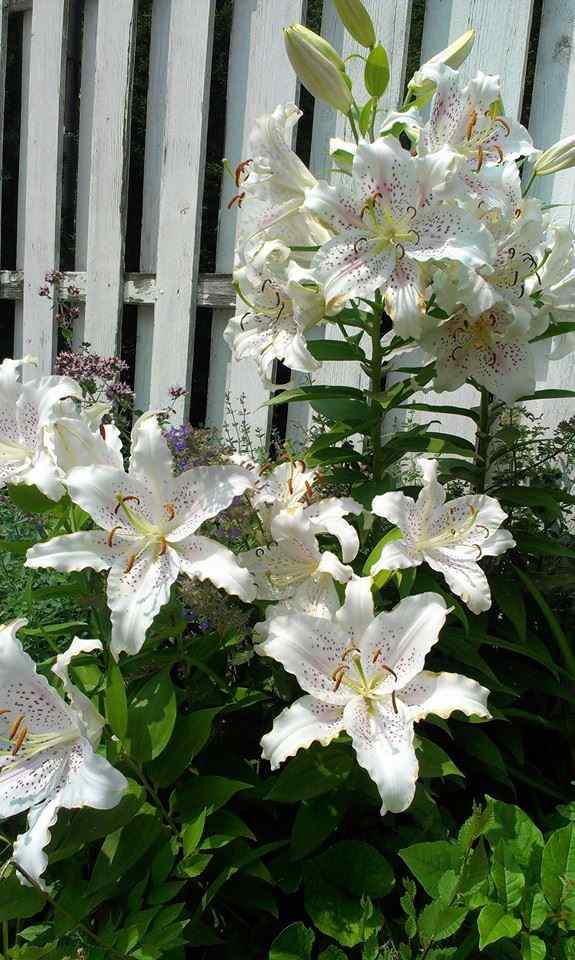 White Oriental Stargazers