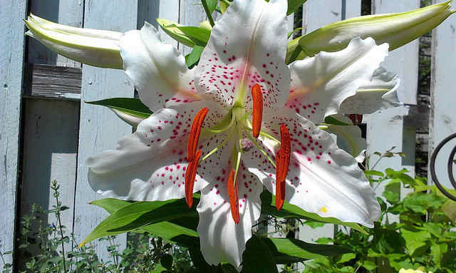 White Oriental Stargazer