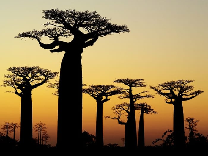 Trees dance and sway in the dying sun of Madagascar. Dance! Dance! Dance! for tomorrow is ANOTHER DAY. Source: National Geographic, 2015