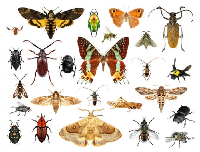 Know your garden friends- Predators, assassins, and killer insects ...