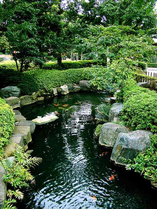 A koi pond in the backyard