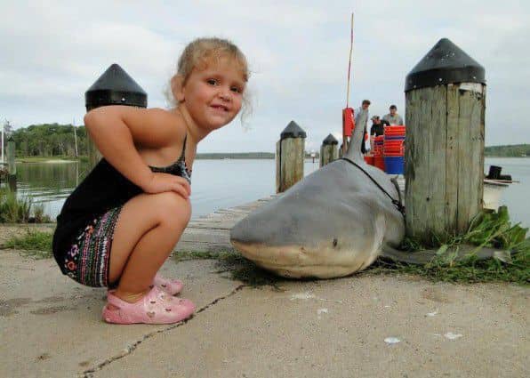 A bull shark caught near the mouth of the Potomac River in Maryland in 2013. It was falsely reported as shark caught in Lewisville lake in in north Texas on June, 2017.