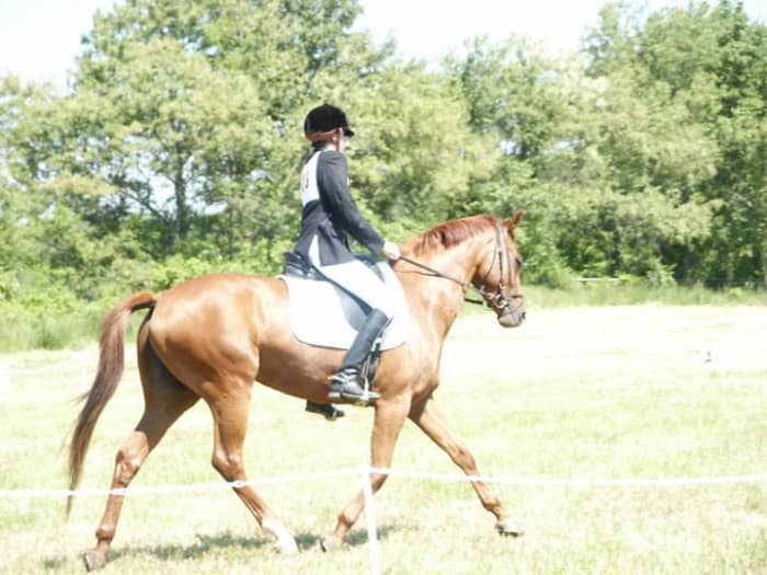 Take note in this picture that her bridle looks a little odd. Well it was, it was pieced together because Zelda hated her ears being touched. No physical cause, trust me we checked. It is something I learned to deal with.