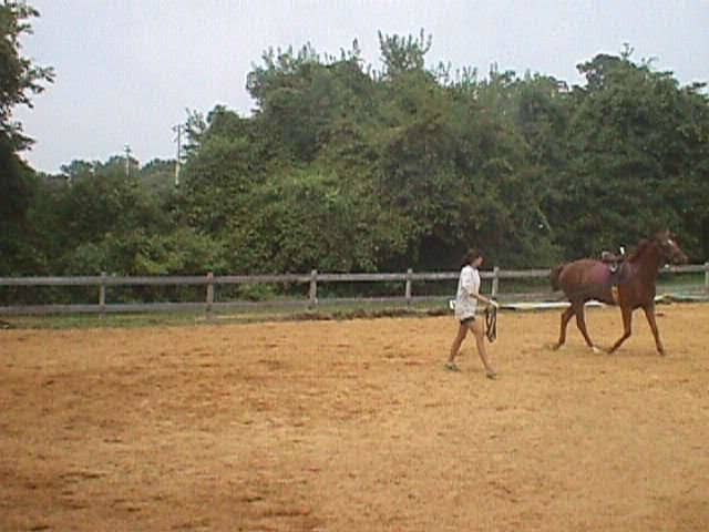 I was 15 when I got Zelda and she was 2. I owned for her whole life,and she will always top the list when it comes to heart horses.