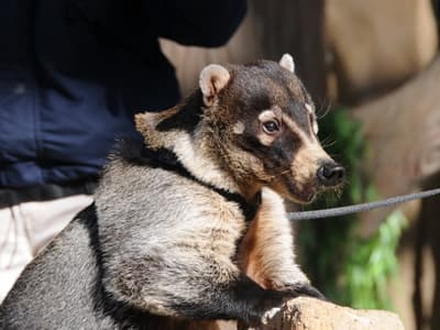 Many states ban coatimundis as pets because they are scared of the unusual and believe them to be dangerous.