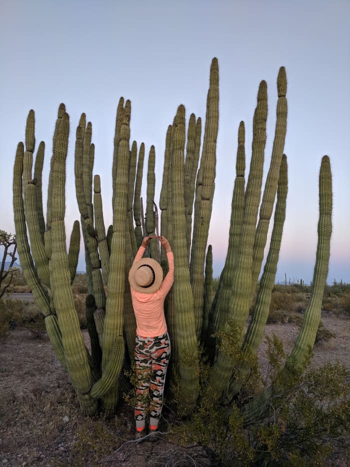 My wife photographing bloom on Organ Pipe Cactus. Organ Pipe Cacti consist of a clump of tall,and relatively thin branches growing upward like pipes on an oran.