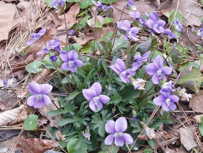Early spring violets (Viola palmata) have many flowers and provide delicious leaves for the first salad of spring.