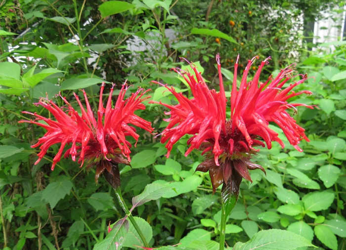 Bee balm (Monarda didyma) attracts hummingbirds to the garden and makes a delicious tea.