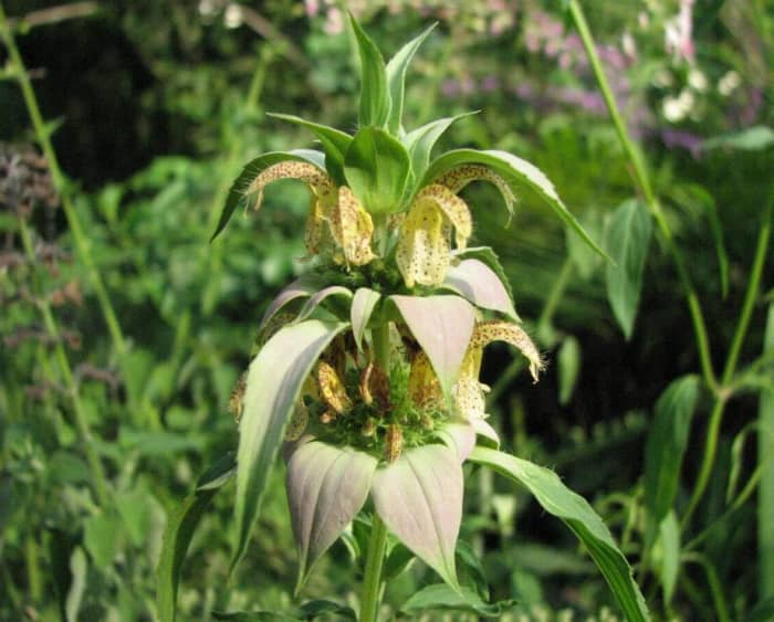 Horsemint (Monarda punctata) is tasty in tea and in dishes. It also has many medicinal properties that treat ailments and improves health.