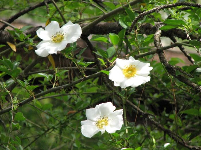 The Cherokee rose was introduced from China and now grows in giant prickly mounds high in the trees in woods along highways.