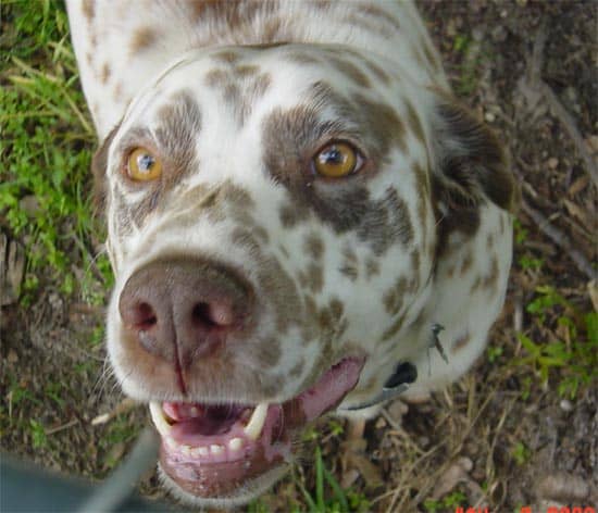 My grandparent's dog who was just recently put to sleep at 12 yrs old. He was having frequent seizures and lost control of his back hips.