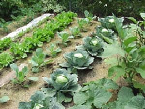 While this is a small home garden you can if your space is very limited you can try container gardening