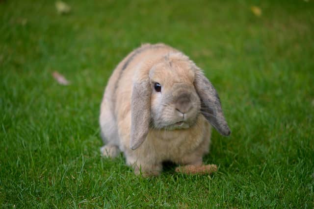 Cutest Bunny Contest - HubPages