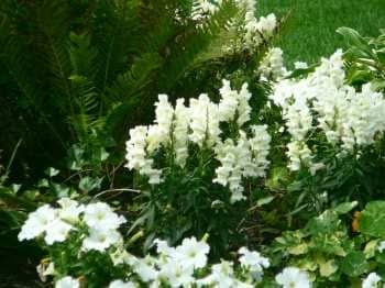 Another moonlight garden, near the patio, I have planted tons of tall white snaps, and wonderful fragrant petunia's, and loads of ferns... I also have added a spitting frog among the high ferns, just to add a soft trickling sound ...
