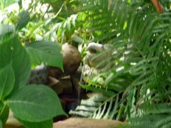Had to show you my spitting frog... He provides just enough soft water sounds to make the garden magical... I have a few twinkle lights hidden among the fern, just to shed a bit of light on him.