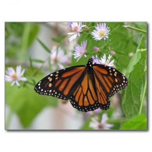 Monarchs flock to wild blue asters whose nectar sustains them on their trek south to their wintering grounds in Mexico.