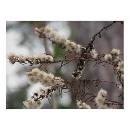 The fluffy seed heads of wild blue asters add winter interest to the landscape and can be collected and planted to produce more purple flowers.