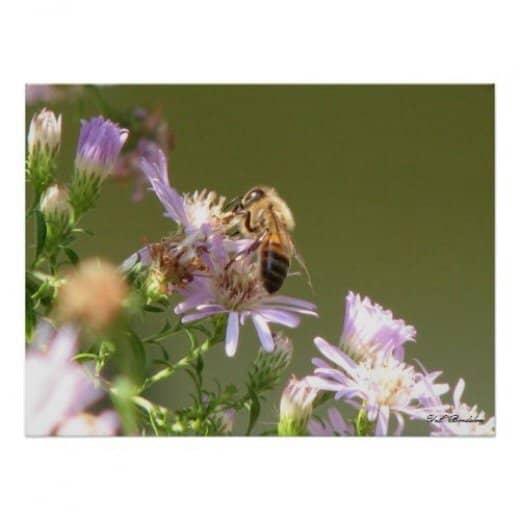Wildflowers such as this purple aster are an important part in the prevention of Colony Collapse Disorder.