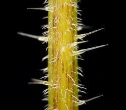 See how each of these hairs is wider at the base? There is a chemical concoction inside each one that will sting your skin. Watch out!