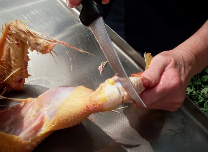 Find the "break" in the joint between the yellow and white/pink portions of leg, and slice through. Cut from front and back for a clean job. If the cut is not easy, reassess where the joint is, and try again from the front.